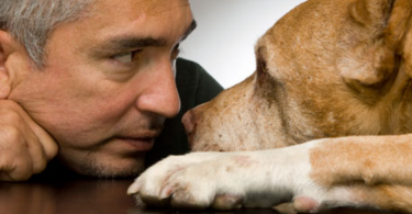 Dog Whisperer: Understanding Cesar Millan's Methods