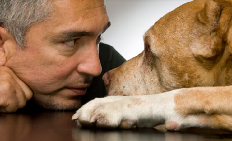 Dog Whisperer: Understanding Cesar Millan's Methods