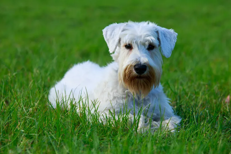 Dog Breeds for Pensioners - Top 23 Perfect Choices