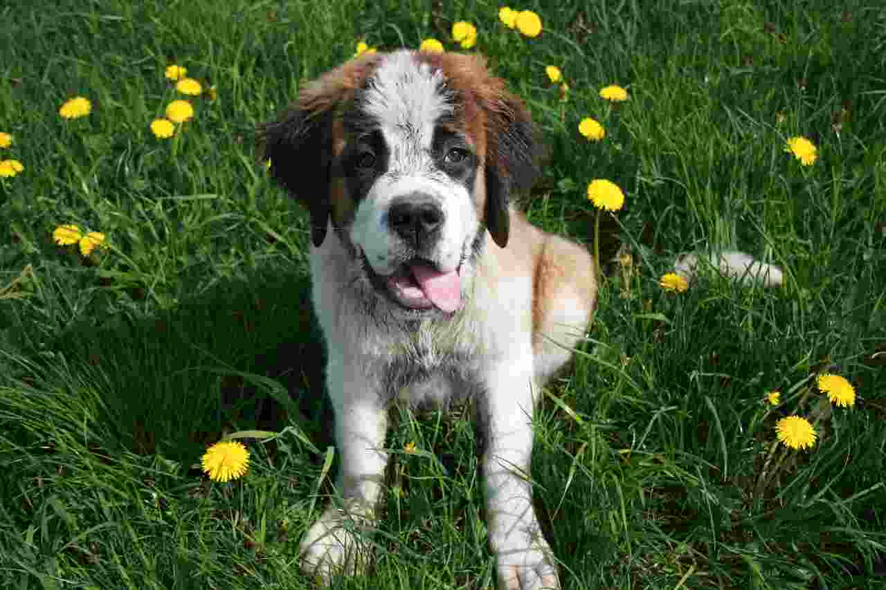 Caucasian Shepherd Dog.