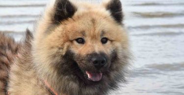 Caucasian Shepherd Dog