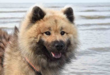 Caucasian Shepherd Dog