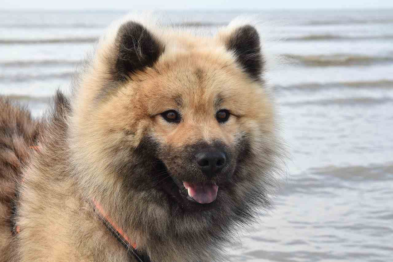 Caucasian Shepherd Dog