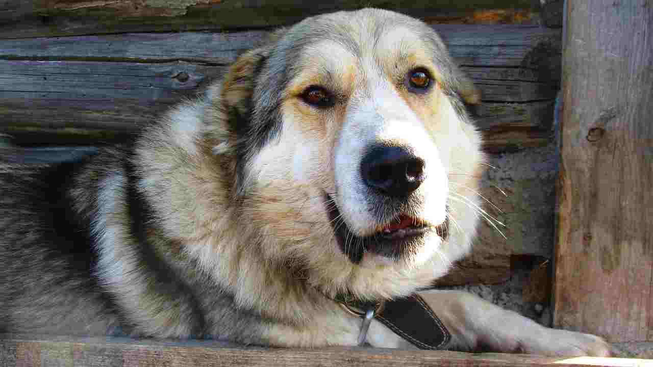 Caucasian Shepherd Dog2