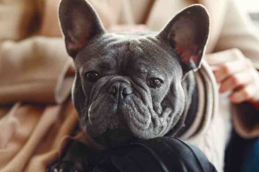 The French Bulldog