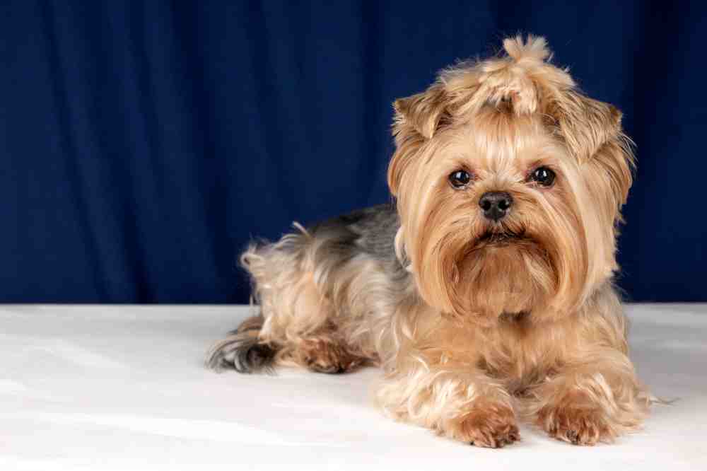 The Yorkshire Terrier