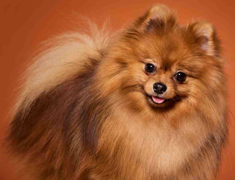 The Pomeranian